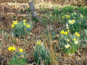 Daffodills on April 3, Pittsford, VT