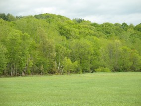 Vermont forest in spring
